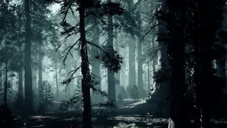 black-tree-trunk-in-a-dark-pine-tree-forest